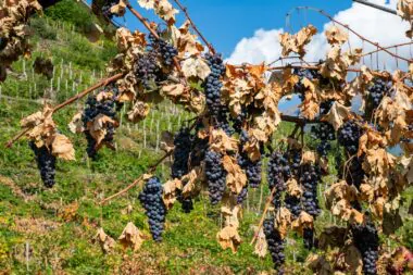 canicule-une-facture-de-16-milliards-d-euros-pour-les-contribuables